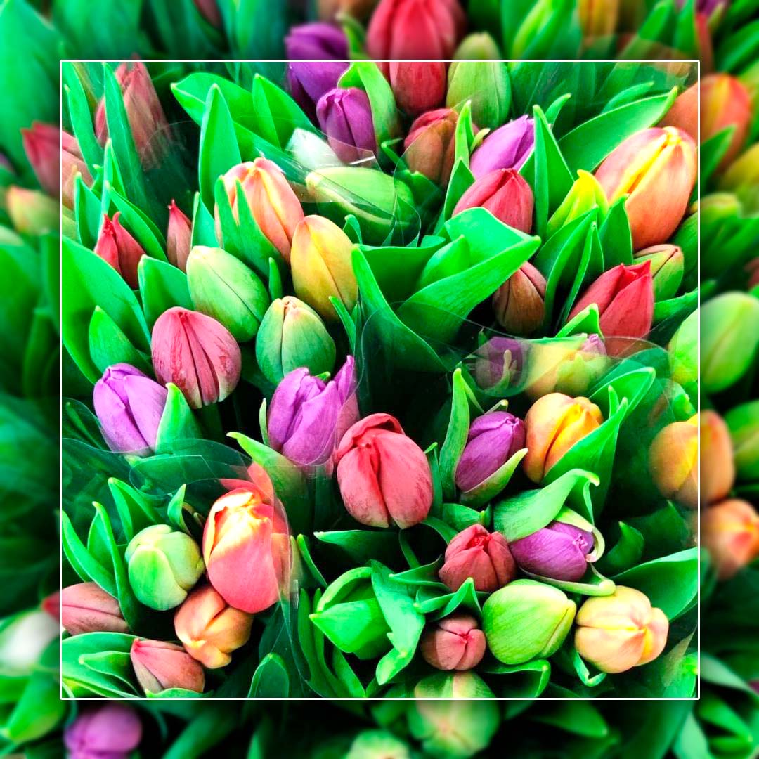 grossiste en fleurs nice-vente de fleurs menton-acheter des fleurs cannes-livraison de fleurs var-fleurs fraiches draguignan-expedition de fleurs lorgues